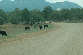 Indian Camp Ranch view